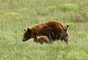 Glacier National Park - black bear with cubs. Stay at Glacier Bear Condo, a short drive away from Glacier National Park