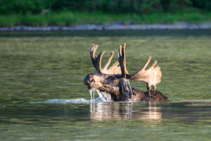 Bull Moose In National Park