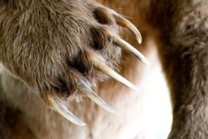 Grizzly Bear Claws