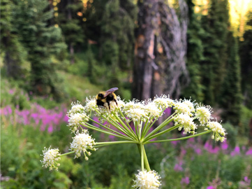 Bee on Montana wildflowers on Whitefish Mountain in the Flathead Valley on Northwest Montana. Stay where the mountain and outdoor activities are so close - at Glacier Bear Condo, the best place to stay in Whitefish, MT