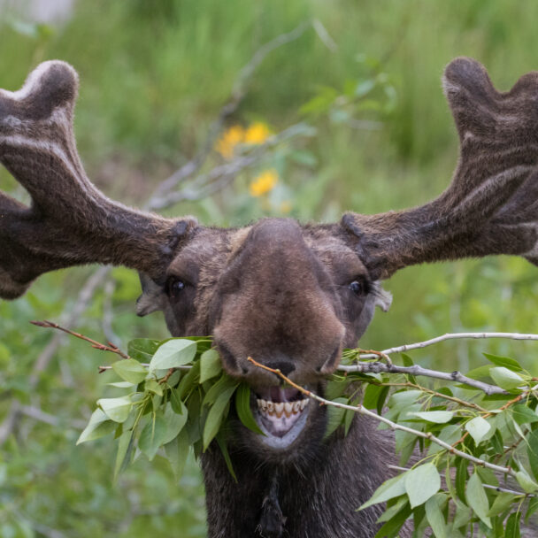 Moose Inside Glacier National Park