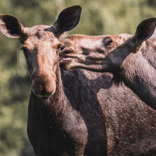 Funny Moose Kisses. This Mountain Modern Luxury Condo Is Open All Year For Great Skiing and Summer Fun. 2 Bedroom Mountainside Chalet Has King Beds, 2.5 Bath, Large Kitchen, Private Deck With Grill and Jacuzzi. Master Bedroom Has Private Balcony, Ensuite and Fireplace. We're The Best Lodging In Whitefish For Your Summer Or Ski Vacation. We Are Truly Slopeside So Come For Great Skiing And Summer Montana Vacation. Stay In The Best Lodging Option in Whitefish, MT.